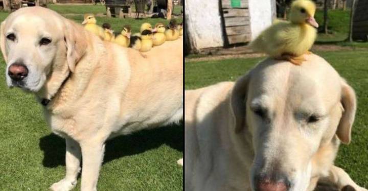 Labrador Adopts And Raises Nine Ducklings After They Lost Their Mum
