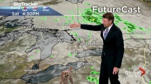 ​Weatherman’s Dog Hilariously Interrupts Live Report