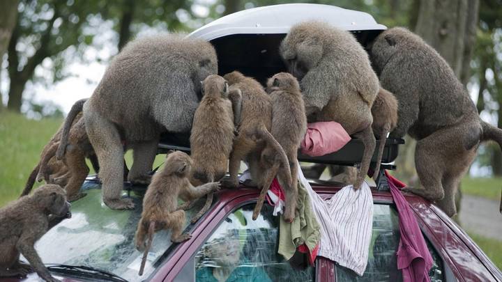 Baboons With Knives Reported To Be Roaming Around Knowsley Safari Park