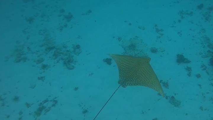 ​Footage Captures Rare Eagle Ray Swimming On Great Barrier Reef
