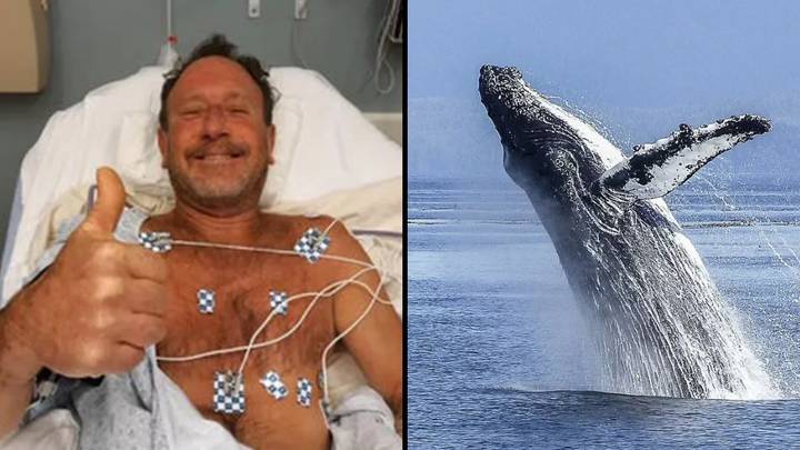 Man Swallowed By Humpback Whale Describes Being Inside Beast