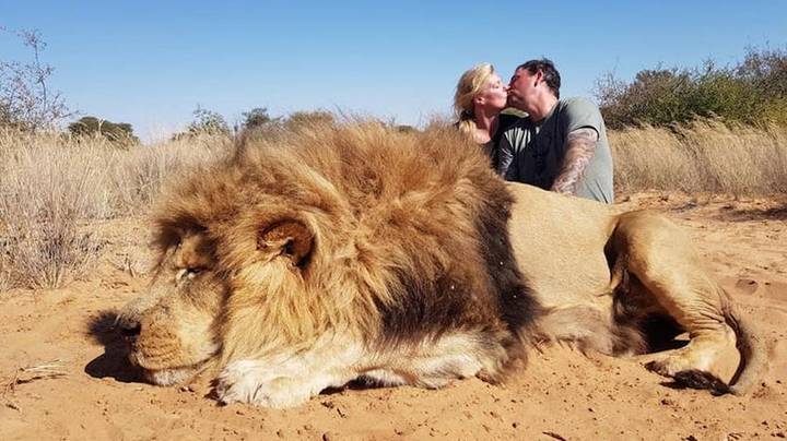 Canadian Couple Kiss For A Photo Knelt Behind Lion They Killed