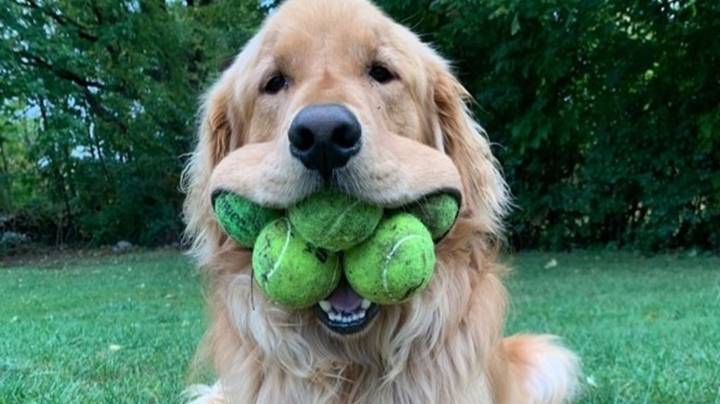 Golden Retriever Becomes Official World Record Holder For Most Mouth-Held Tennis Balls