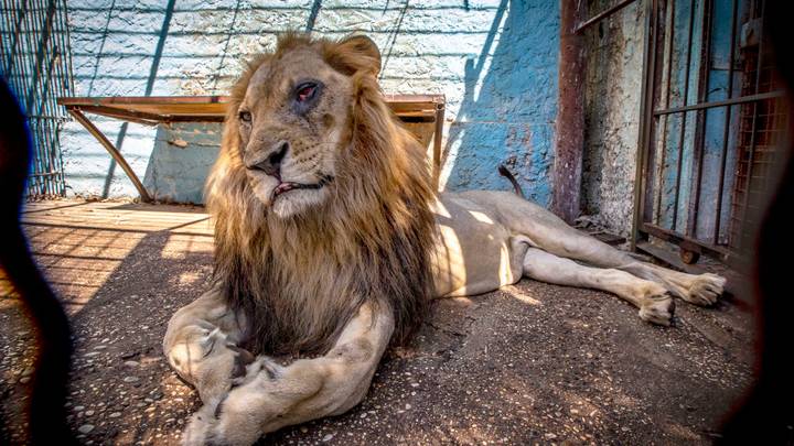 Albanian Authorities Have Rescued Animals Trapped At The 'Zoo From Hell'