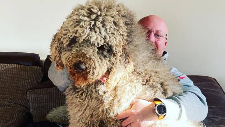 Six-Foot Tall Newfoundland Poodle Still Thinks He's A Lapdog Despite Towering Over Family