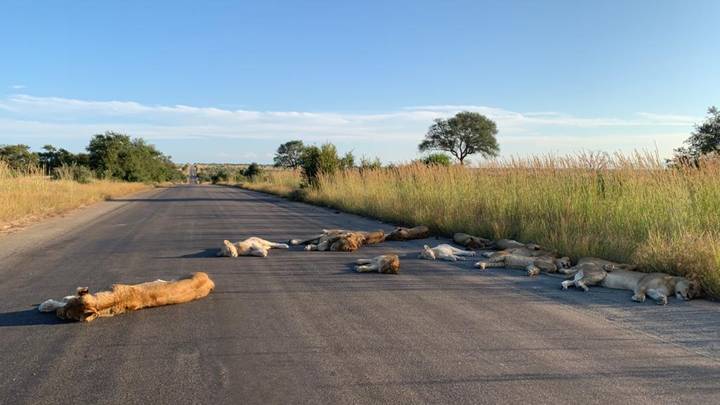Lions Pictured Napping On South African Roads During Coronavirus Lockdown