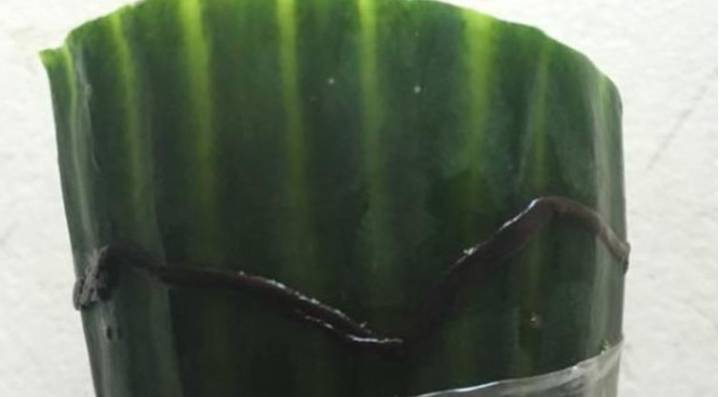 Someone Found A Dead Worm On Their Tesco Cucumber And Had An Awesome Funeral Response