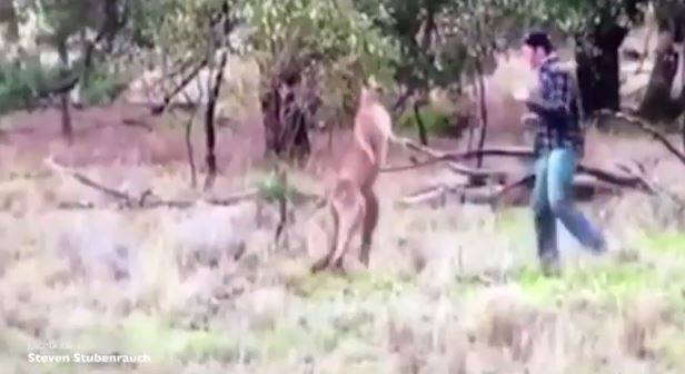Fearless Aussie Alpha Male Punches A Kangaroo To Protect His Dog
