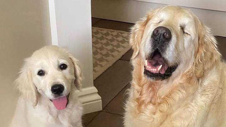Blind Golden Retriever Gets A Puppy To Help Him Navigate The World  
