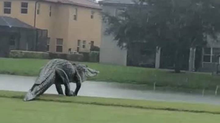 Monster Gator Spotted Walking Across Florida Golf Course