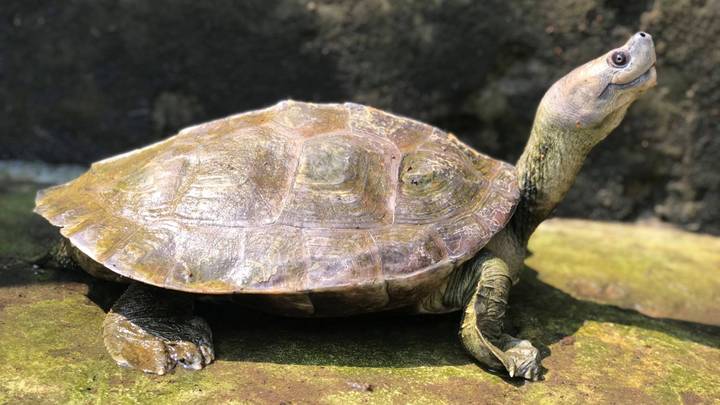Rare Turtle Known For Permanent Smile Has Been Brought Back From Extinction