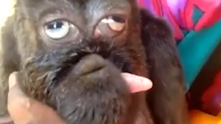 Footage Emerges Of Mutant Goat With Human-Like Face