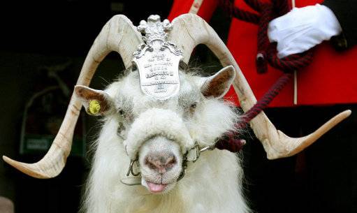 There's A Goat In The British Army That Got Demoted For Disobeying An Order