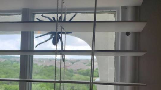 Couple Find Huge Tarantula Dangling Outside Their Window 