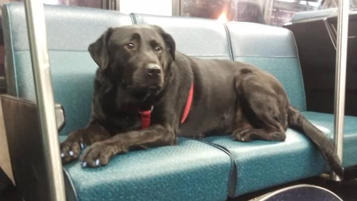 Dog Takes Itself On Bus Ride To Dog Park Every Day To Get Some Exercise