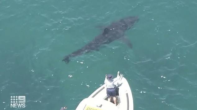 Huge Great White Shark Spotted Chasing Tiger Shark Off Coast Of Perth