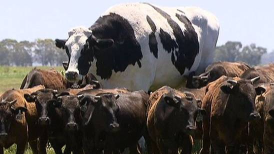 'Knickers' The Freakishly Huge Cow Is Too Big To Be Slaughtered 