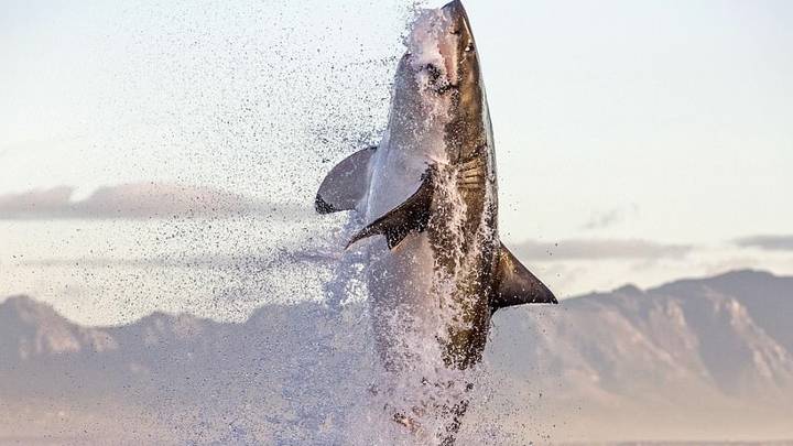 Incredible Pictures Show Giant Great White Shark Leaping Out Of Water To Snatch Seal