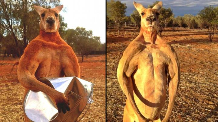 Roger, The Super Muscular Kangaroo, Has Died Aged 12 