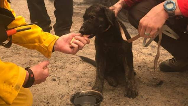 Puppy Found Alive After Being Buried Under Ash And Rubble In Huge Wildfire