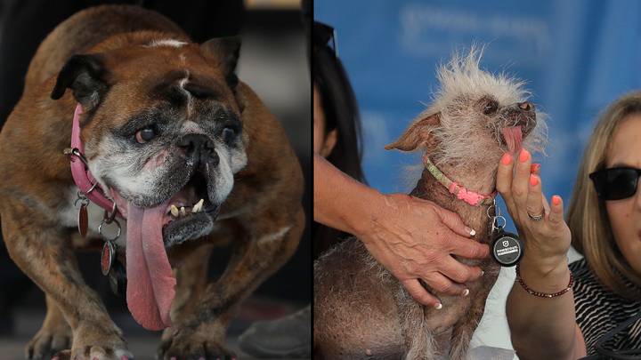 The 'World's Ugliest Dog' Has Been Crowned 