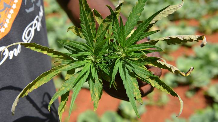 Jamaica's Marijuana Shortage Has Been Branded A 'Cultural Embarrassment'