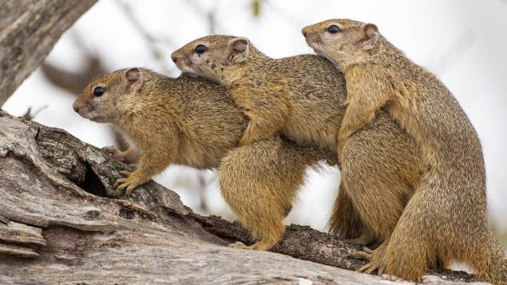 Squirrels' Tree Threesome Leaves Mongoose Photographer Stunned 