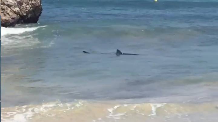 Huge Shark Spotted Swimming Dangerously Close To Popular Spanish Tourist Beach