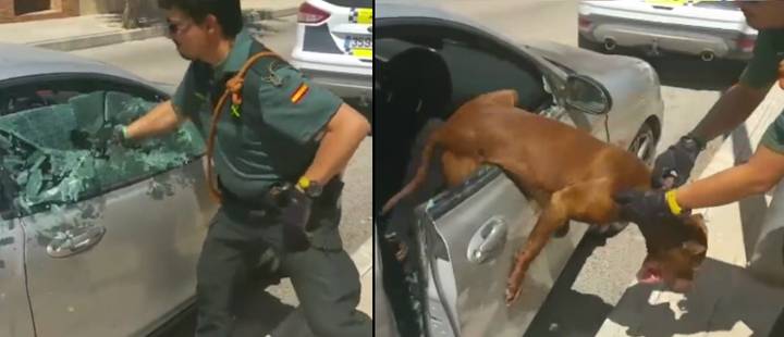 Police Smash Window To Save Dog From Overheating Car