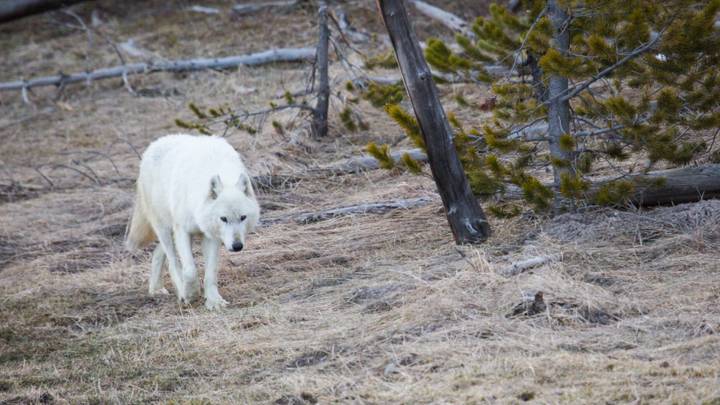 Rare White Wolf Illegally Shot Dead Inside Yellowstone National Park 