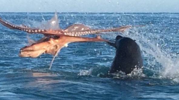 Epic Fight To The Death Between Huge Octopus And Giant Seal 