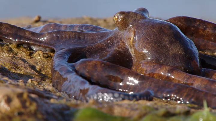Incredible Footage Of An Octopus Walking On Dry Land Will Give You Nightmares