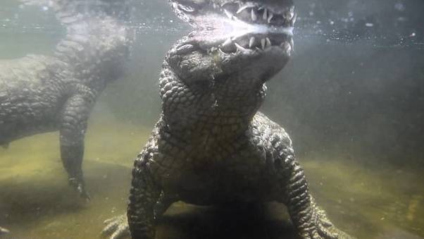 Crocodile Hasn't Fathered Kids For Nearly 50 Years Because Of Small Penis