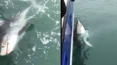 Nine-Foot Shark Is Caught Off The Coast Of Devon 