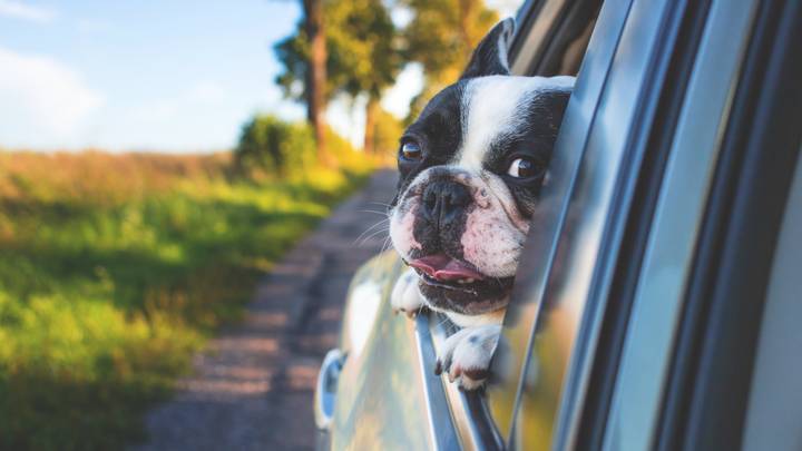 UK Drivers Could Be Fined Or Disqualified For Letting Dog Hang Out Of Car Window
