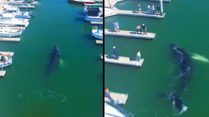 Giant Humpback Whale Loses Its Way And Ends Up In Harbour