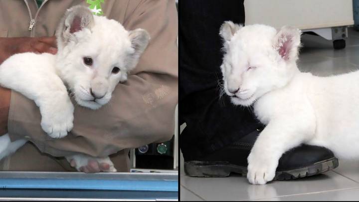 Rare White Lion Cub Born In Mexican Zoo