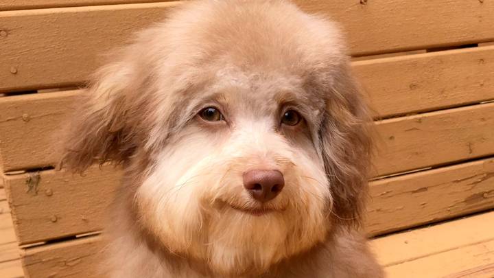 Cute Pooch Has 'Human Face' And Even Looks Like He's Smiling