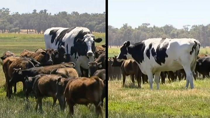 'The World's Largest Cow' Is Neither A Cow, Nor Particularly Large