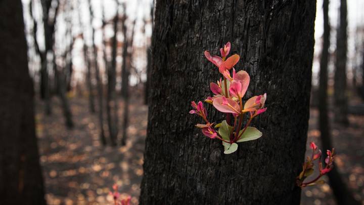 ​Photos Show How Australian Bush Is Starting To Rejuvenate Following Wildfires