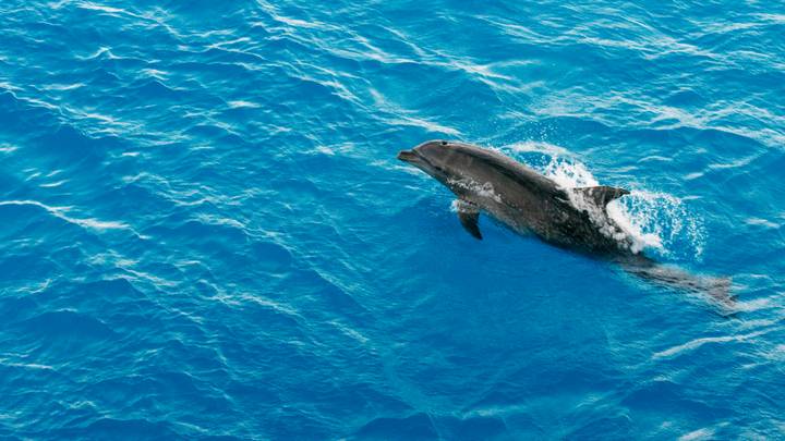 Dolphins Increasingly Harassed By Humans After Lockdown Restrictions Ease
