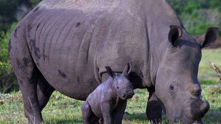 Poachers Kill Rhino For 'One Centimetre' Of Horn 