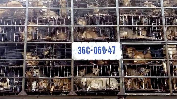 Shocking Footage Shows The Horrors Of Vietnam's Dog Meat Industry