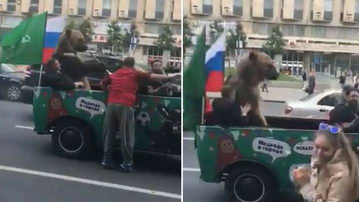 Bear Forced To Play Vuvuzela During Russia's World Cup Street Celebrations