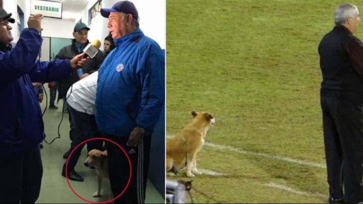Stray Dog Is Assistant Manager Of Paraguayan Club And Watches From Technical Area 