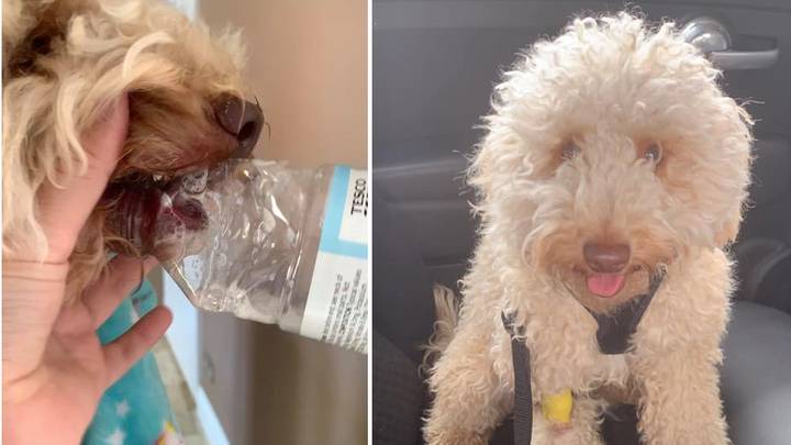 Dog chewing deals on water bottle