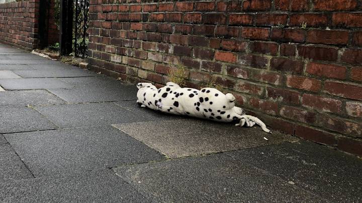 Woman Left Hilariously Embarrassed Saving 'Injured Dalmatian' That Turned Out To Be A Toy