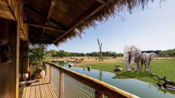 You Can See Elephants From Your Bedroom In This New UK Safari Lodge 