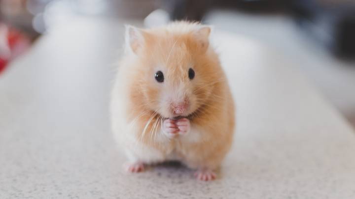 A Dad Has Gone Viral After Losing His Daughter's Hamster