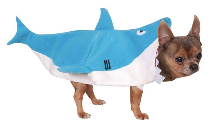 Baby shark costume shop dog